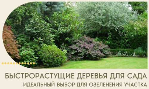Быстрорастущие деревья для сада идеальный выбор в Дмитрах