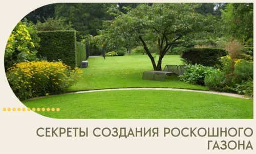 Секреты создания роскошного газона в Дмитрах